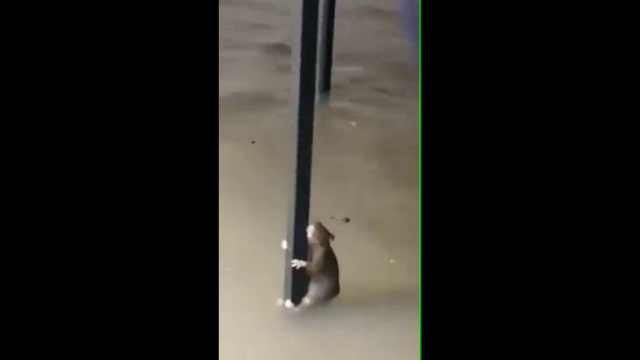 Mouse and man in flood - Funny Dailymotion video
