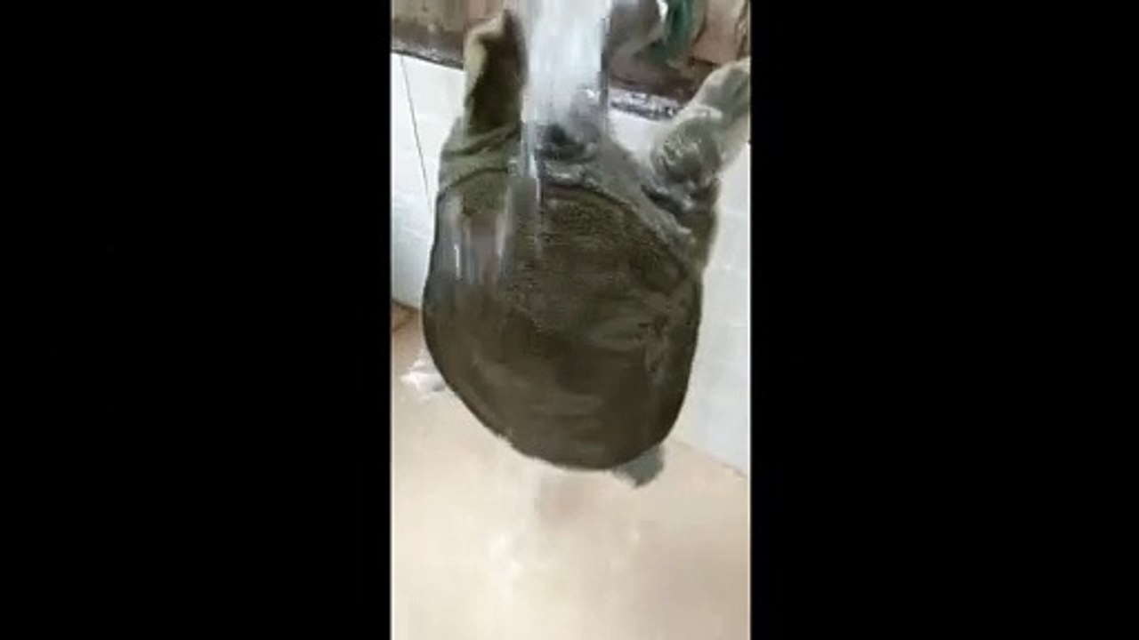 Amazing turtle using his neck to lift his body up - Funny Dailymotion Video