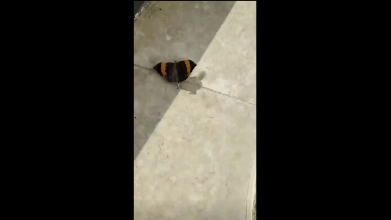 A Butterfly can disguise itself like do a magic show - Funny Dailymotion Video
