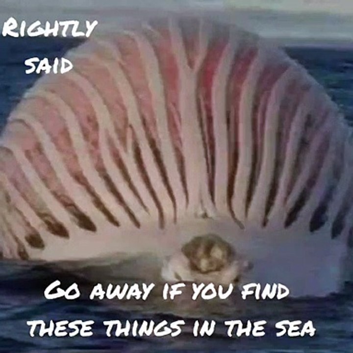 Go away if you find these things in the sea #shorts | Rightly said