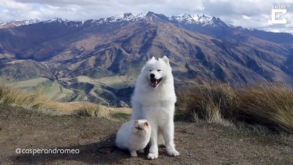 Download Video: Ce chien et ce chat sont les meilleurs amis du monde