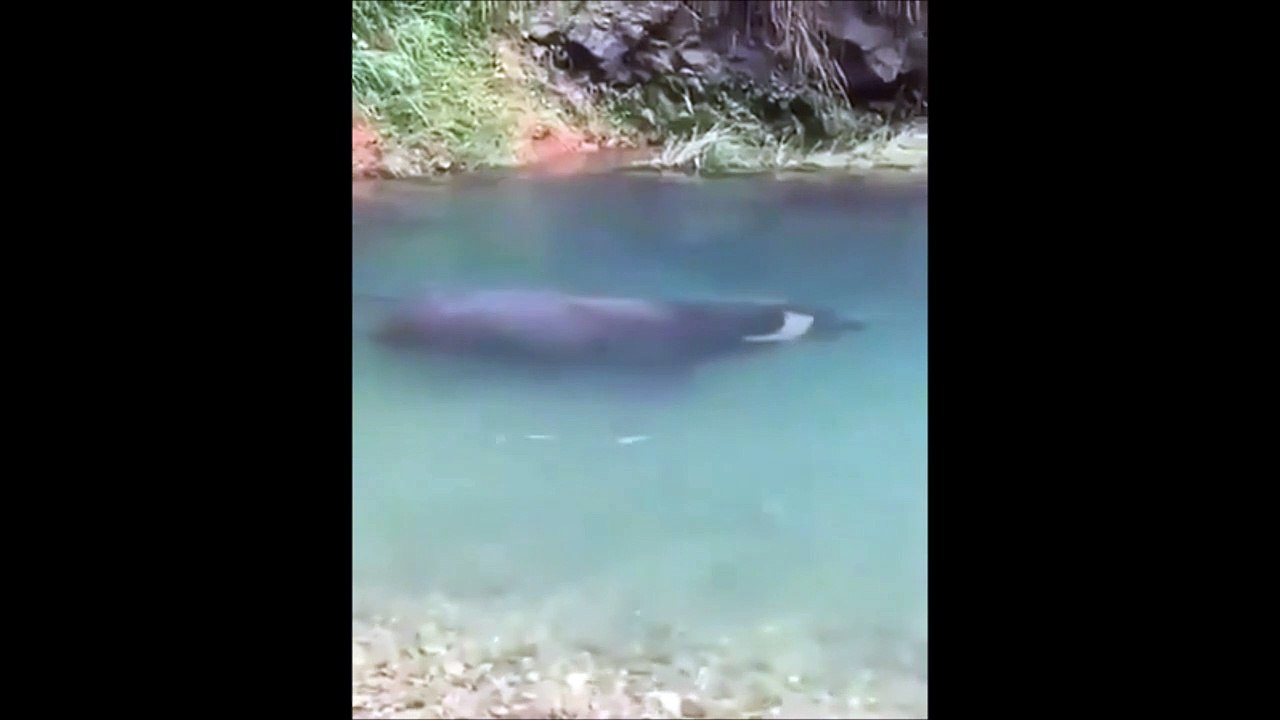 Buffle amphibie... Il marche sous l'eau