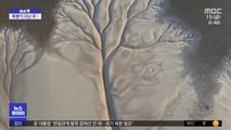 [이슈톡] 폭풍우의 흔적…자연이 그린 나무 화제