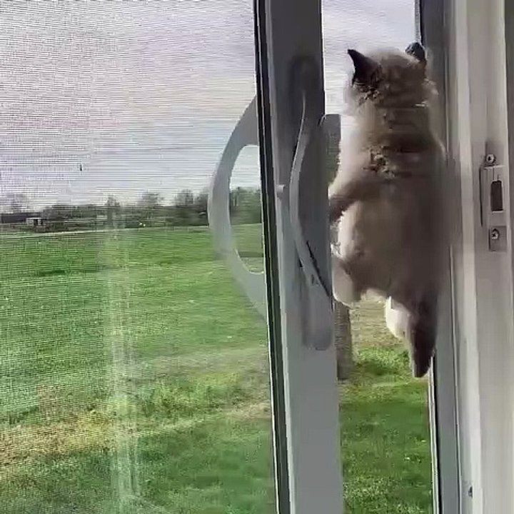 Spider Kitty cute kitten climbing - kittens Viral Videos