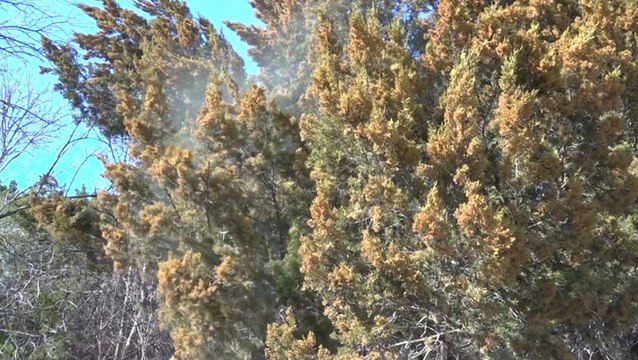 Winter allergies are causing misery