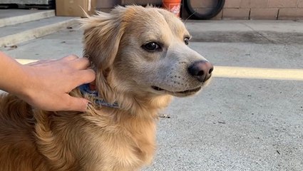 Motorcyclist Rescues Dog From Busy Street