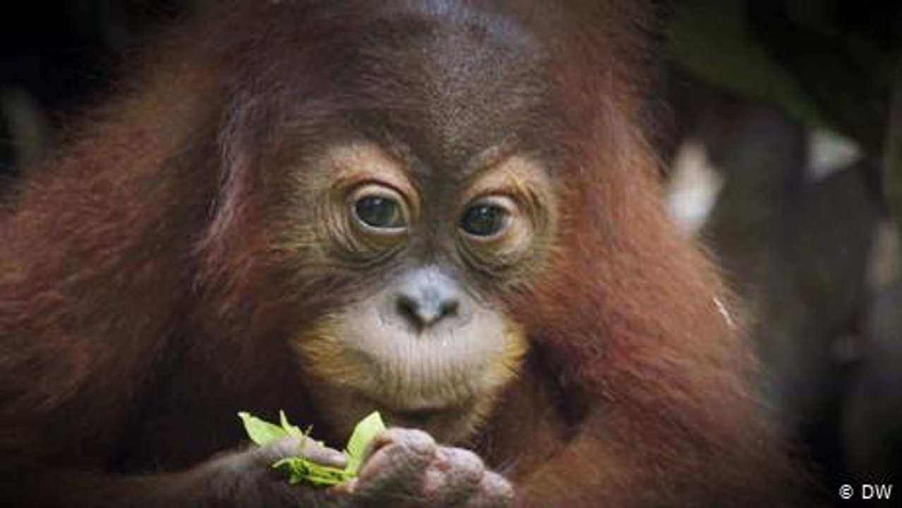 Jungle school for orangutans