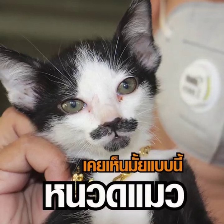 เคยเห็นมั้ยแบบนี้! หนวดและเครา'น้องแมว'