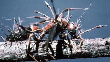 Jamur Cordyceps Bisa Ubah Serangga Jadi Zombi