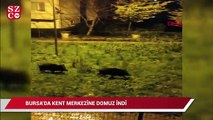 Bursa'da kent merkezine inen domuz sürüsü tedirginlik yarattı