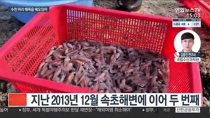 [뉴스큐브] 고성 해변 떼죽음 매오징어…원인은 '용승현상'