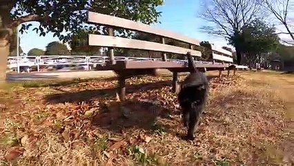 I took a video of a stray cat living in Japan.96