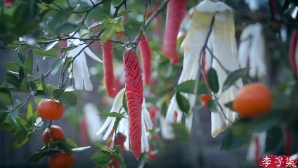 O último episódio da série de vida: A vida do rabanete branco