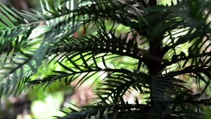 Trees given special protected status after bushfires