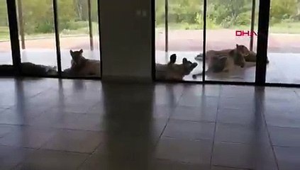 Satılığa çıkarılan evi görmeye giden çift, bahçede 6 aslanla karşılaştı