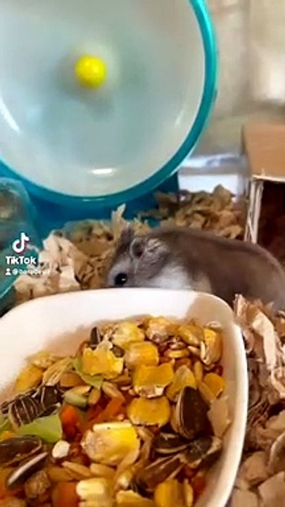 hamster