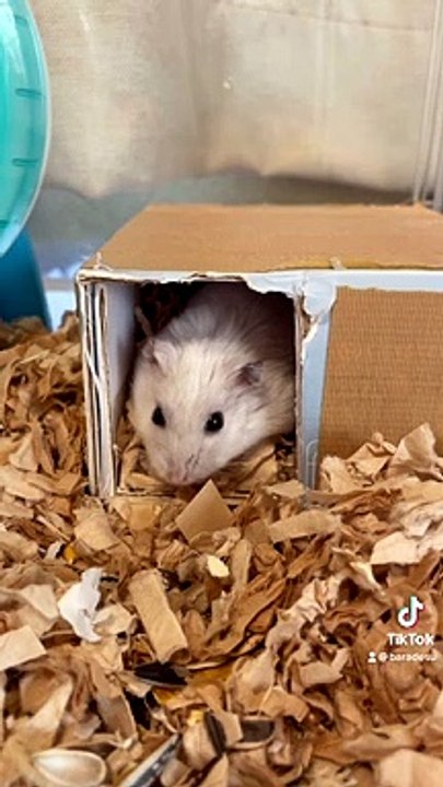 hamster
