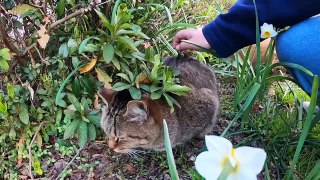 I took a video of a stray cat living in Japan.97