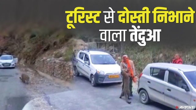 कुल्लू में सड़क पर टूरिस्ट के साथ मस्ती करते दिखा तेंदुआ | Leopard Viral Video
