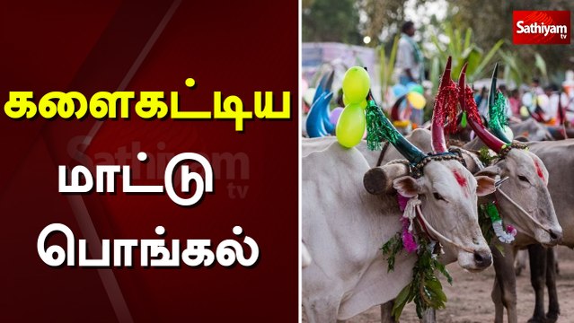 களைகட்டிய மாட்டு பொங்கல் | mattu pongal