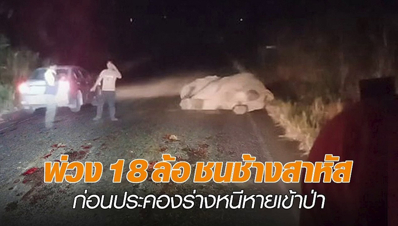 พ่วง 18 ล้อ ชนช้างสาหัส ก่อนประคองร่างหนีหายเข้าป่า