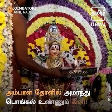 Parrot Eats Pongal Sitting On the Shoulder Of Ambal At Makali Amman Temple, Coimbatore