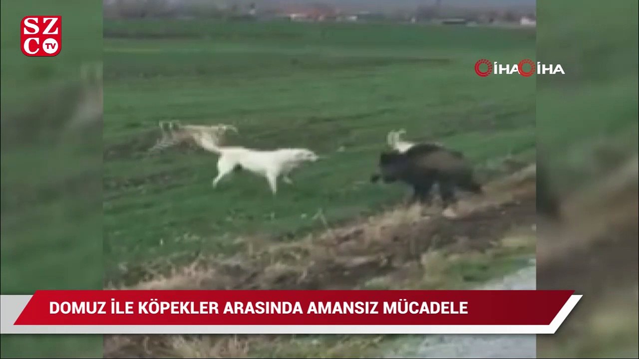 Domuz ile köpekler arasındaki amansız mücadele böyle görüntülendi