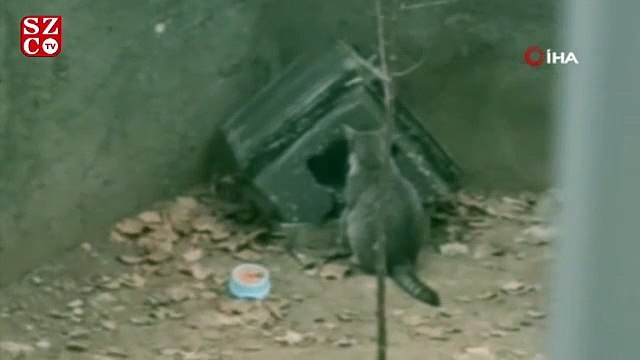 Yuvasını paylaşmak istemeyen kedinin komik halleri