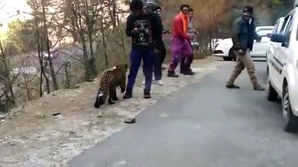 شاهد فهد يلعب مع الناس ويثير مخاوفهم