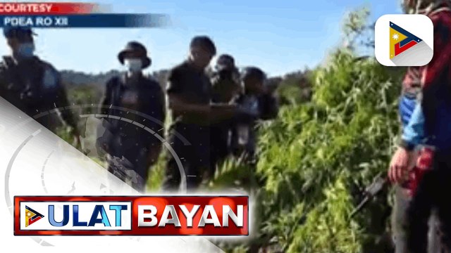 Marijuana plantation sa Tampakan, South COtabato ni-raid; P2.6-M halaga ng marijuana, natagpuan
