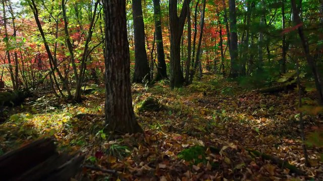 Our Planet S01E08 - Forests