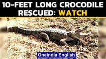 Vadodara: Gujarat wildlife team rescues a 10-feet long crocodile: Watch the video | Oneindia News