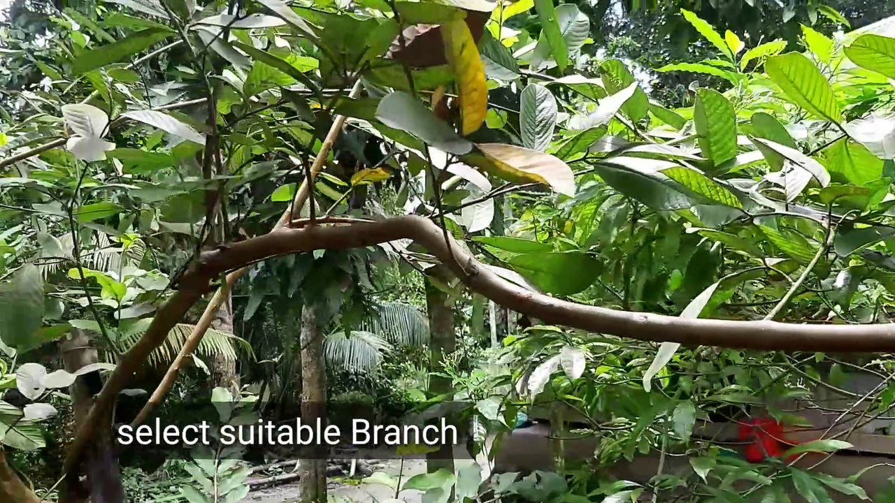 guava air layering||পেয়ারা গাছে কলম করার পদ্ধতি