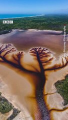 هل شاهدت شجرة الحياة؟ فيديو يرصد أغرب مشهد في العالم