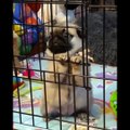 Try not to AWW Cute baby animals Videos Compilation Funniest and cutest moments of animal