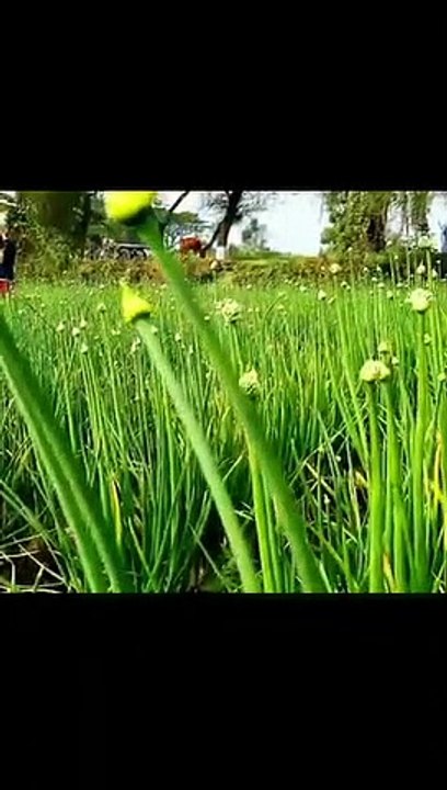 Crop In Field