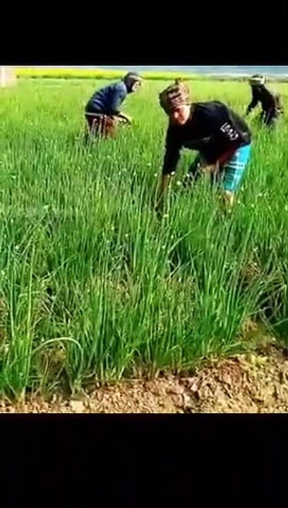 Onion Harvesting