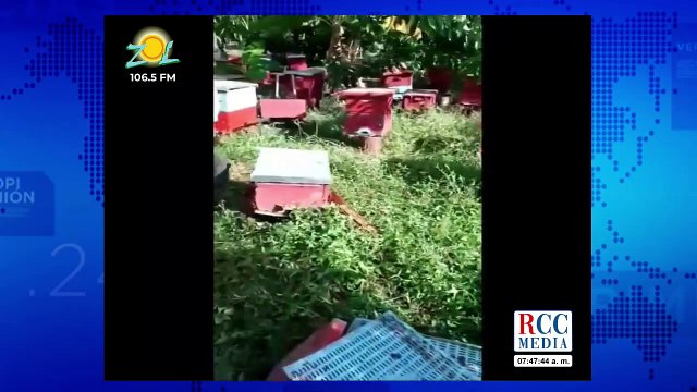 María Elena: Muerte masiva de abejas por productos tóxicos en fumigación. Impuestos a remesas?