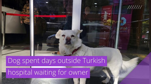Dog spent days outside Turkish hospital waiting for owner , and other top stories in strange news from January 23, 2021.