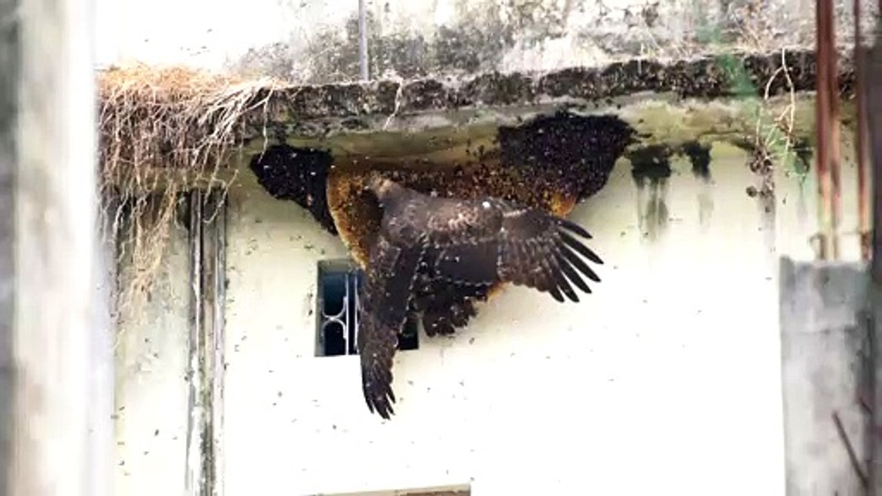 Honey Buzzard Having a Snack