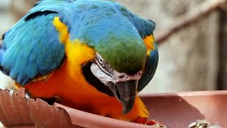 Birds of beautiful and bright colors