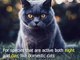 Top 7 facts about cats | 2020 | Amazing Facts