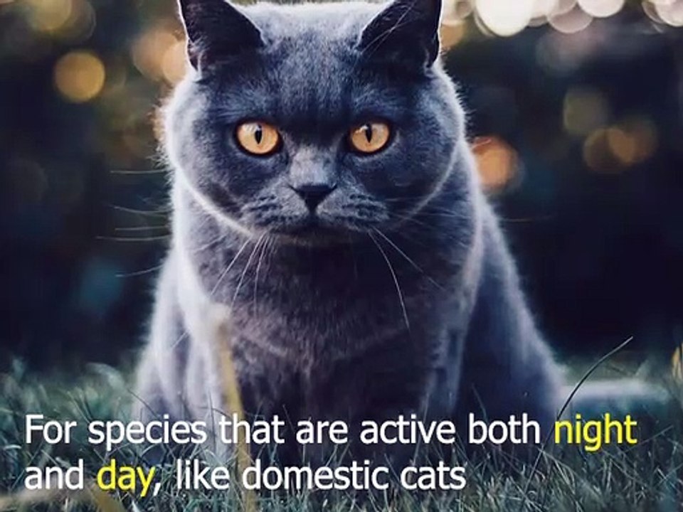 Top 7 facts about cats | 2020 | Amazing Facts