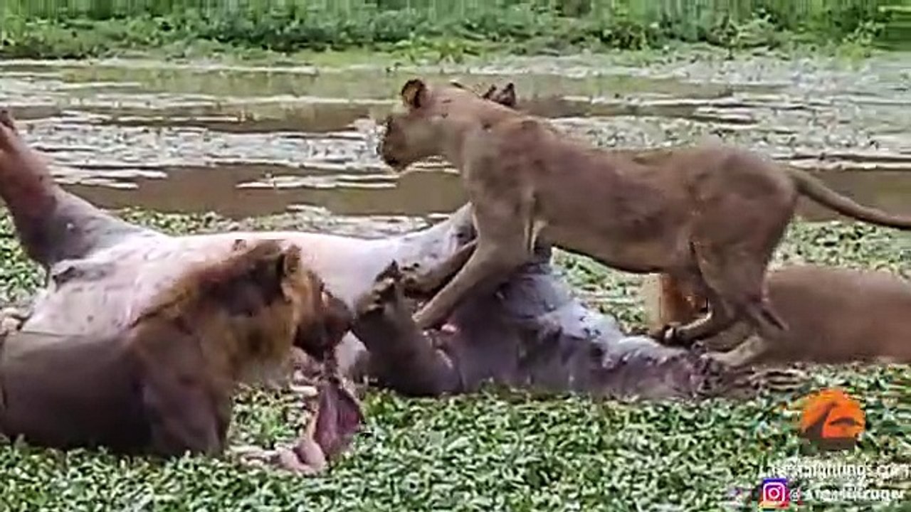 Un hippopotame mort pète à la gueule d'un lion