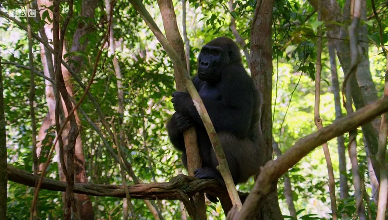 Deadly 60 S04E10 Gabon Coast
