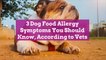 3 Dog Food Allergy Symptoms You Should Know, According to Vets