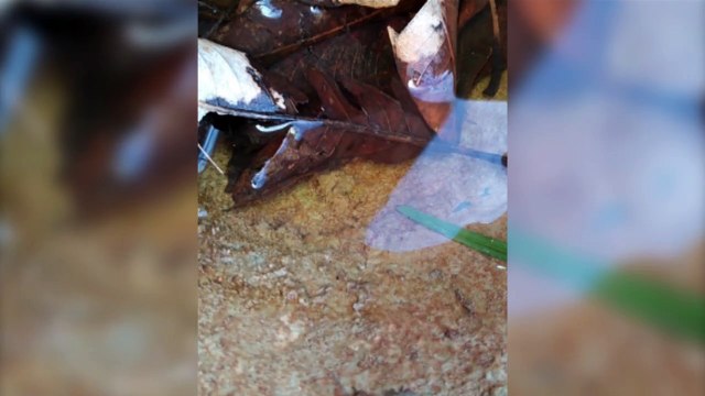 Morador denuncia criadouro de mosquitos em terreno com mato alto no Pioneiros Catarinenses