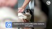 Cadela do ES compartilha leite materno com gatos