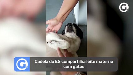 Cadela do ES compartilha leite materno com gatos