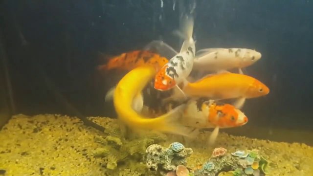 PECES QUE HABLAN (testigos) - Documental marino de Biología Marina